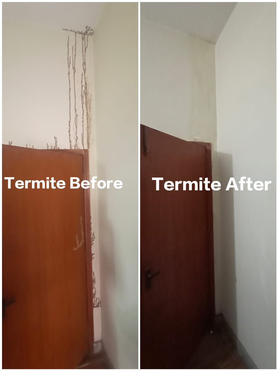 Termite Treatment